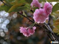 邵阳也可以赏樱花