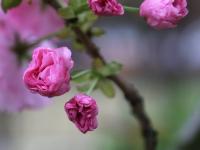邵阳也可以赏樱花