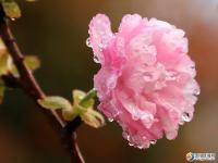 邵阳也可以赏樱花