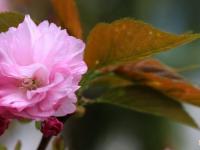 邵阳也可以赏樱花