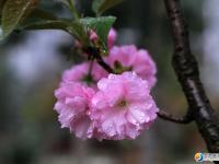 邵阳也可以赏樱花