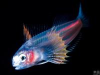 世界海洋日：盘点各类奇异水生物