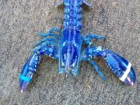 世界海洋日：盘点各类奇异水生物