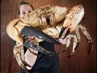 世界海洋日：盘点各类奇异水生物