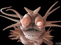 世界海洋日：盘点各类奇异水生物