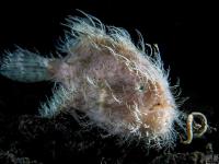 世界海洋日：盘点各类奇异水生物