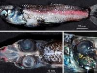 世界海洋日：盘点各类奇异水生物