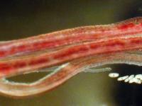 世界海洋日：盘点各类奇异水生物