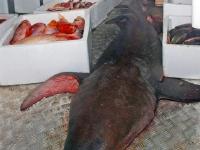 世界海洋日：盘点各类奇异水生物
