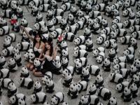 1600只纸熊猫香港机场上演“快闪”