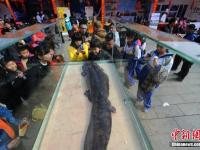 张家界土豪摆流水宴免费请市民吃“娃娃鱼” 