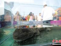 张家界土豪摆流水宴免费请市民吃“娃娃鱼” 