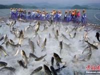浙江杭州千岛湖巨网捕鱼 鱼群沸腾场面壮观