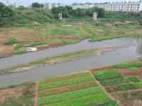 南宁一河流河床被开垦成菜地 河岸变农场