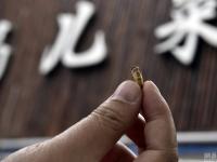 成都食客吃出虫蛹 服务员称是蛆也无害