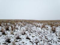 加拿大绵羊群雪原“隐形”愁坏牧羊人