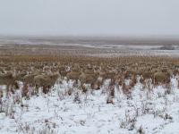 加拿大绵羊群雪原“隐形”愁坏牧羊人