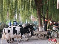 甘肃农民闹市区现挤现卖牛奶 市民排队购买