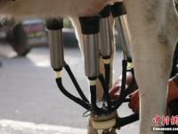 甘肃农民闹市区现挤现卖牛奶 市民排队购买