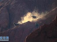 新疆天山再现野生北山羊