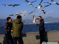 组图：游客在昆明“虐鸥” 抓住海鸥自拍留影