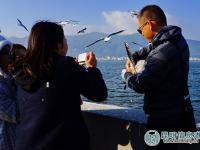 组图：游客在昆明“虐鸥” 抓住海鸥自拍留影