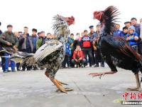 新疆博湖举行斗鸡比赛 场面紧张激烈