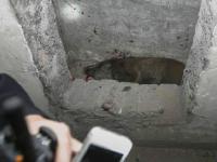 组图：杭州野猪误闯居民区 特警用79冲锋枪击毙