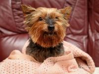 英国26岁最长寿狗狗“驻颜有术” 常被错认幼犬