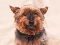 英国26岁最长寿狗狗“驻颜有术” 常被错认幼犬