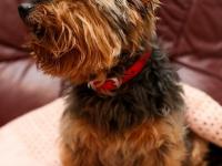 英国26岁最长寿狗狗“驻颜有术” 常被错认幼犬