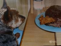 英国26岁最长寿狗狗“驻颜有术” 常被错认幼犬