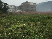 深圳一工业园山体滑坡 多栋建筑被吞没