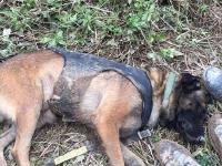 深圳山体滑坡 救援人员和搜救犬席地而睡