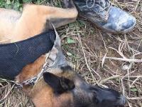深圳山体滑坡 救援人员和搜救犬席地而睡