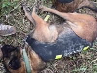 深圳山体滑坡 救援人员和搜救犬席地而睡