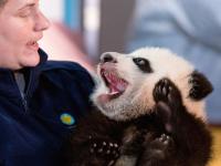 熊猫宝宝亮相华盛顿