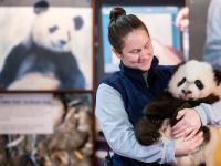 熊猫宝宝亮相华盛顿