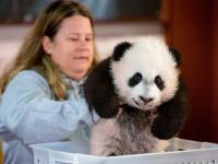 熊猫宝宝亮相华盛顿