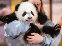 熊猫宝宝亮相华盛顿