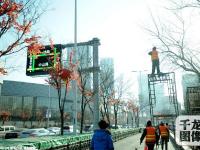 组图：沈阳给大树装假树叶 遭市民吐槽