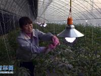 河北农民蔬菜大棚里挂