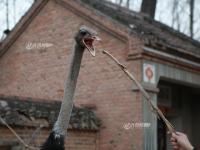 菏泽一农户羊圈养鸵鸟 村民专程绕道参观