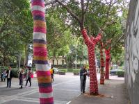 深圳行道树集体穿秋裤 花枝招展