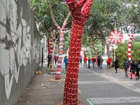 深圳行道树集体穿秋裤 花枝招展