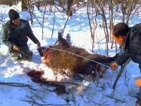 吉林蛟河疑现东北虎足迹 两头野猪被捕食 