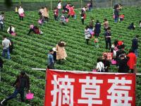 深圳千人扎堆摘草莓 场面壮观