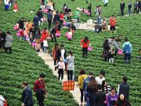 深圳千人扎堆摘草莓 场面壮观
