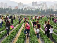 深圳千人扎堆摘草莓 场面壮观