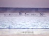 青海湖数百只大天鹅遭无人机拍摄惊扰